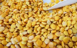 Kiedy siejemy łubin? Oto kluczowe terminy i porady dla ogrodników