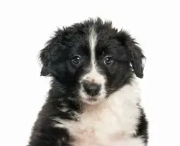 Kiedy szczeniak border collie zmienia sierść i co musisz wiedzieć