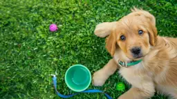 Czy można wziąć 6 tygodniowego szczeniaka? Odpowiedzi