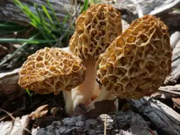 Gdzie i kiedy zbierać grzyby wiosenne - kompletny atlas jadalnych gatunków