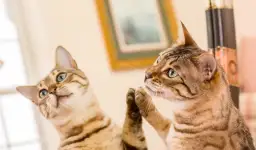 Czy koty widzą się w lustrze? Odbicie, które ich zaskakuje