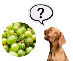 Agrest w diecie psa - czy jest bezpieczny i jakie zagrożenia powoduje