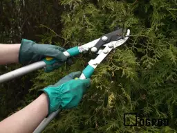 Jak prawidłowo sadzić tuje szmaragd na żywopłot – uniknij błędów i ciesz się gęstym ogrodzeniem