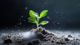 Odkryj korzyści stosowania sody oczyszczonej w swoim ogrodzie