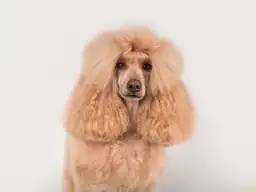 Jak rozpocząć własną hodowlę pudli średnich: najważniejsze wymagania