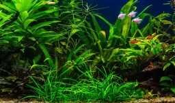 Ile watów na litr wody w akwarium potrzeba dla zdrowych roślin - Poradnik
