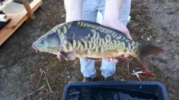 Wie groß können Karpfen werden? Unglaubliche Größen und Fakten enthüllt