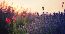 Jak długo kwitnie lawenda? Poznaj sekrety jej pięknego kwitnienia