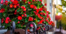 Jak przezimować begonie stale kwitnąca, aby przetrwały zimę bez szkód