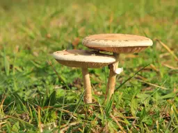 Czubajka gwiazdzista - jak bezpiecznie zbierać i rozpoznawać grzyby