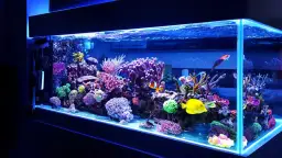 Jaka grubość szkła do akwarium? Sprawdź, aby uniknąć problemów