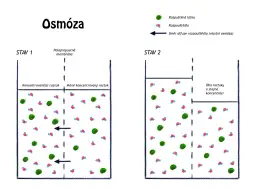 Co to jest osmoza w biologii? Proste wyjaśnienie i przykłady z życia