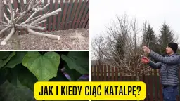Jak skutecznie przycinać katalpę, aby uniknąć błędów i zapewnić zdrowy wzrost