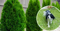 Jak zabezpieczyć tuje przed sikaniem psa i uratować rośliny