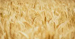 Koszty związane z uprawami: Co wpływa na ceny zbóż i jak je obliczyć?