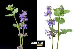 Kocimiętka dla kota - jak stosować bezpiecznie i skutecznie: poradnik eksperta