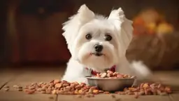 Sucha karma dla małych psów - Najlepsza karma dla małych ras