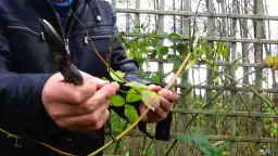 Jak przycinać jeżyny, aby uniknąć błędów i zwiększyć plony