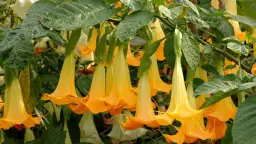 Jak przycinać datury na zimę, aby przetrwały chłodne miesiące