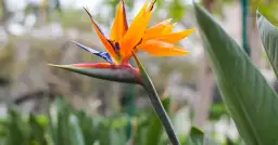 Strelicja kiedy kwitnie - poznaj tajemnice jej pięknych kwiatów