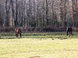 Stadnina koni Tychy - najlepsze miejsca na jazdę konną i naukę