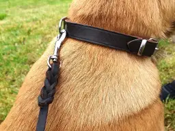 Jak wybrać idealną smycz dla szczeniaka owczarka niemieckiego - poradnik