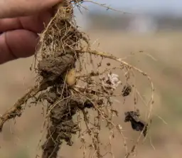 Jaki nawóz pod lucernę? Odkryj kluczowe składniki dla zdrowego wzrostu