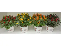 Gdzie kupić papryczki w doniczce? Oto najlepsze miejsca i porady