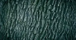 Kora dębu – przepis na ciasto z unikalnym smakiem kory dębu