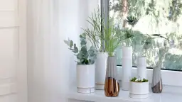 Dlaczego warto wybrać coś zamiast kwiatów na parapet - inspiracje i pomysły