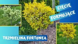 Jak skutecznie przycinać trzmielinę na pniu, by uniknąć błędów