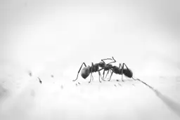 Domowe triki czy profesjonalne preparaty – jaka metoda zwalczania mrówek jest najlepsza?