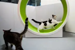 Jak zrobić kołowrotek dla kota w 4 prostych krokach: instrukcja DIY