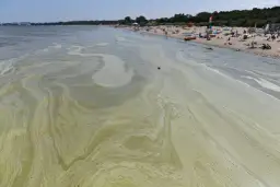 Hel czy są sinice? Sprawdź, czy kąpieliska są bezpieczne teraz