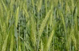 Ile razy można siać pszenżyto po pszenżycie, aby uniknąć problemów?