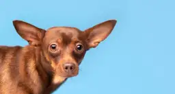 Higiena uszu u psów i kotów – klucz do zdrowia i dobrego samopoczucia