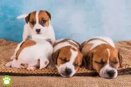 Ile godzin śpi szczeniak? Sprawdź, dlaczego sen jest kluczowy dla jego rozwoju