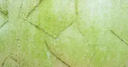 Skuteczne sposoby jak usunąć glony z elewacji budynku w 3 prostych krokach