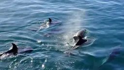 Czy delfiny są w Bałtyku? Rzadkie pojawienia i ich tajemnice