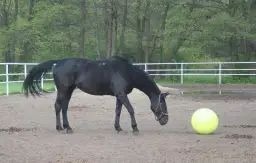 Cennik stajni konnych w Warszawie - znajdź najlepsze ceny i usługi