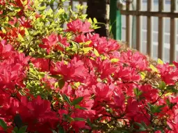 Kiedy sadzić azalię ogrodową: poznaj najlepszy termin i sprawdzone metody