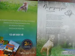 Poznaj prawdziwe powody dlaczego pies jest wierny swojemu właścicielowi