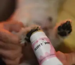 Niemy krzyk psich łap. Czy Twój przyjaciel spaceruje po „szkle”?