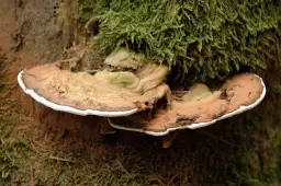 Ganoderma - niezwykłe właściwości lecznicze grzyba nieśmiertelności