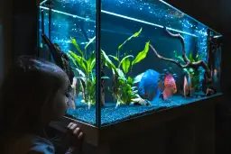 Jaki led do akwarium wybrać - poznaj najważniejsze parametry oświetlenia