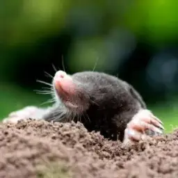 Skuteczne sposoby na pozbycie się kreta z ogrodu bez szkody dla roślin