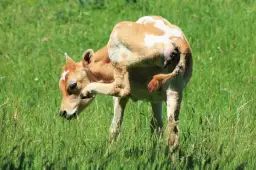Cielęta przeznaczone na sprzedaż – wiek, masa i zdrowie jako kluczowe kryteria