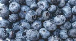 Ile można zarobić na borówce amerykańskiej? Sprawdź stawki i realia