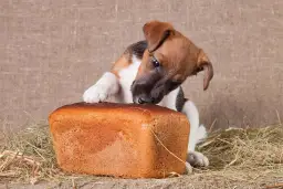 Chleb razowy w diecie psa - co musisz wiedzieć zanim podasz pupilowi