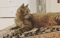 Ile kosztuje odrobaczanie kota? Ceny, które mogą Cię zaskoczyć